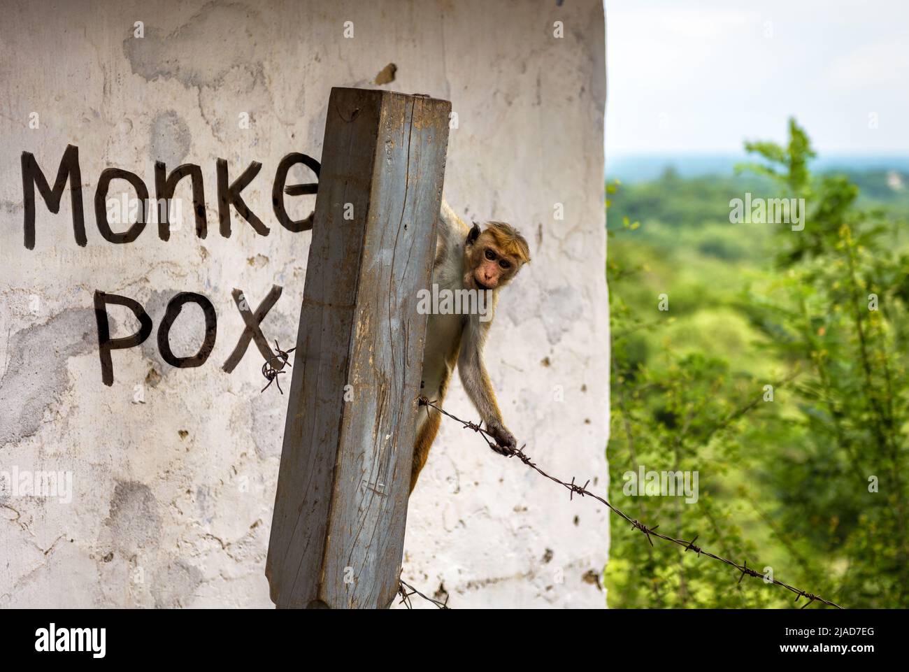 Monkey est contre le vieux mur de pierre avec le mot peint Monkeypox dans la zone restreinte. Virus de la variole du singe, maladie dangereuse se propage dans le monde. Concept de smal Banque D'Images