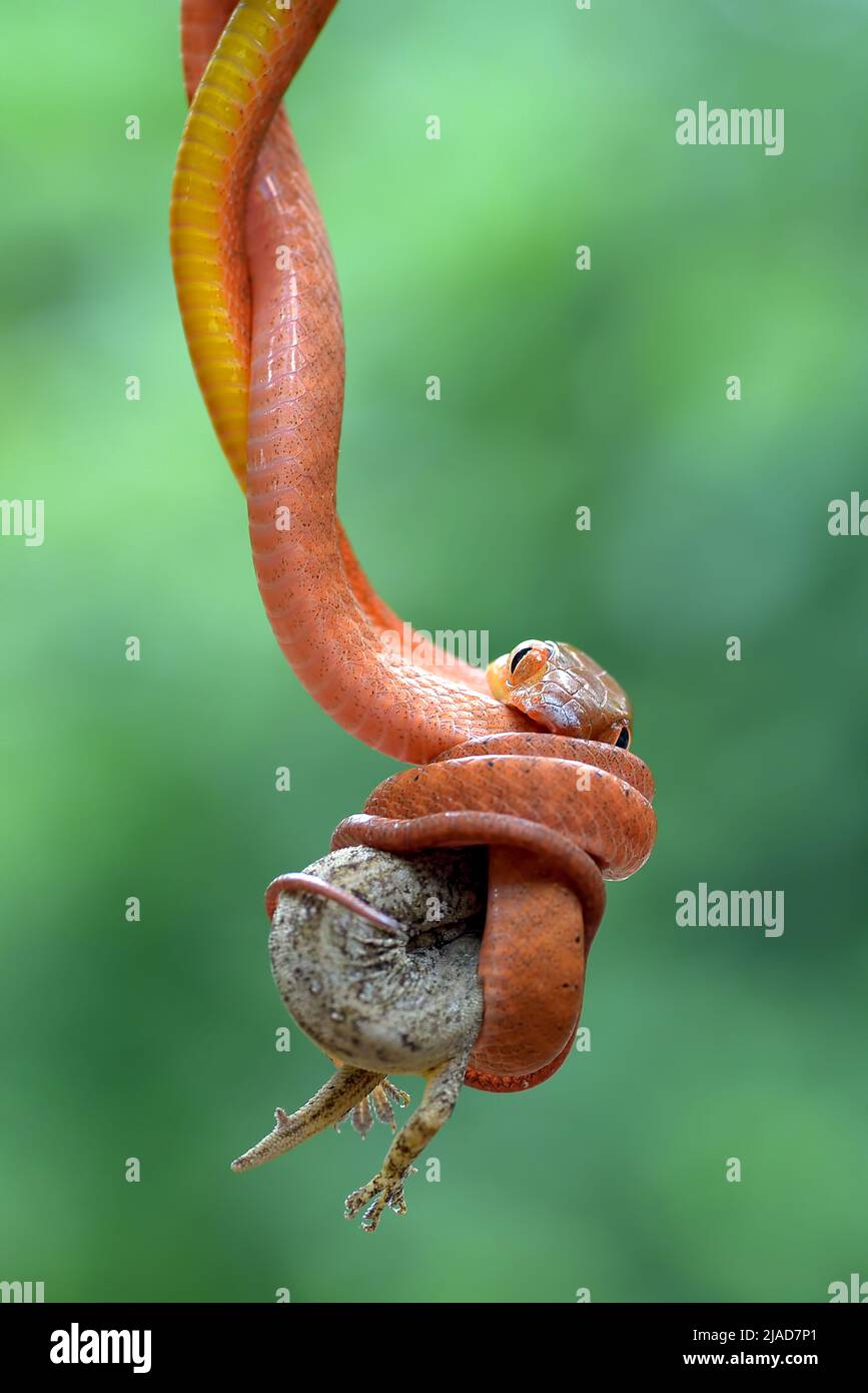 Jeune serpent de la boïga rouge accroché à une branche mangeant un reptile, Indonésie Banque D'Images