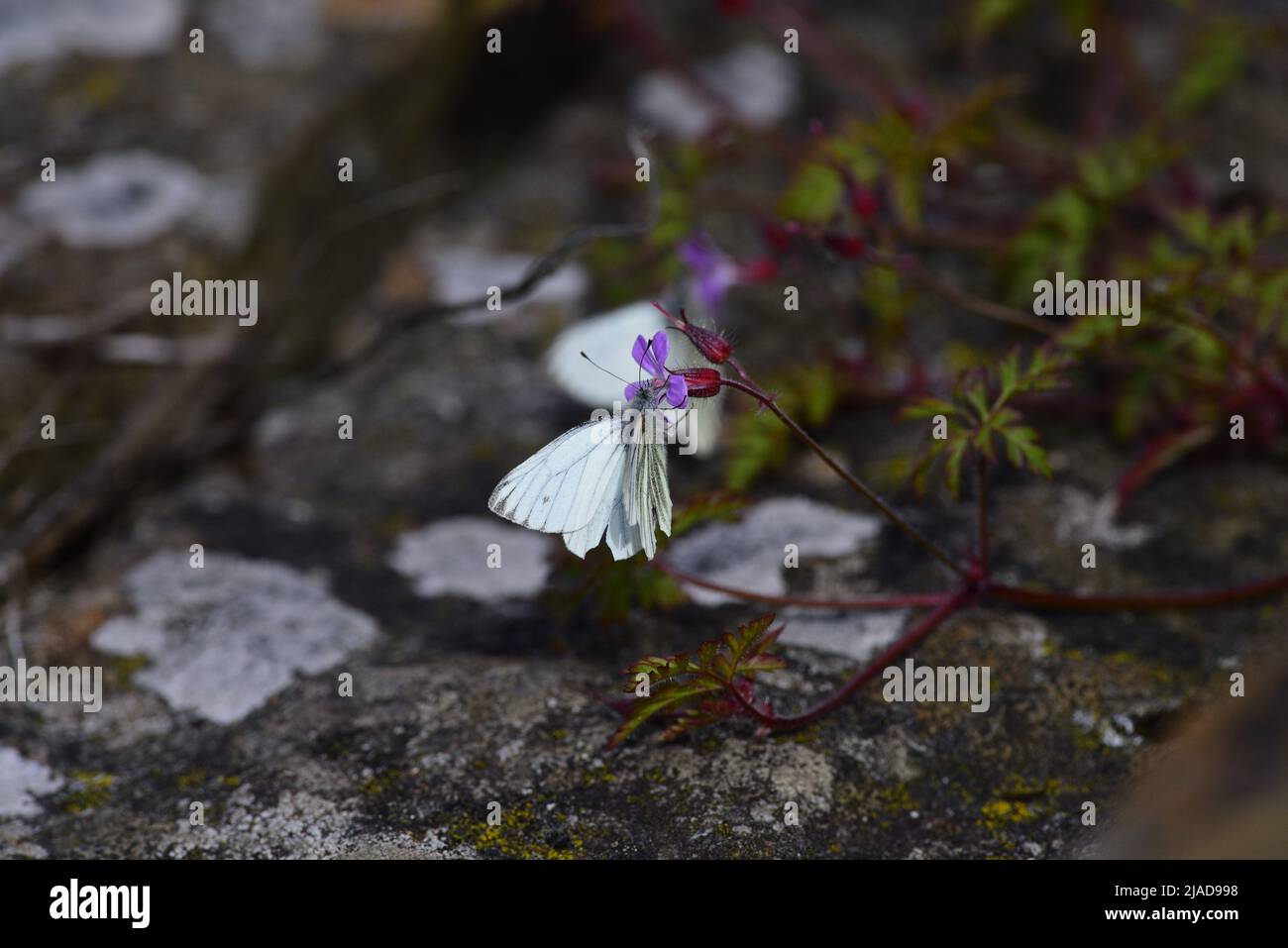 Blanc à motif vert ou Pieris nali Banque D'Images