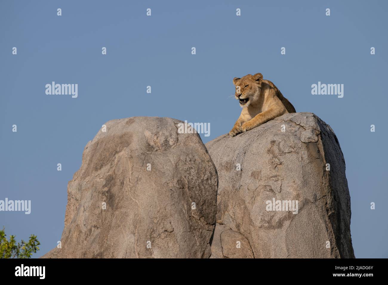 Lion sur Kopje, parc national de Serengeti Banque D'Images