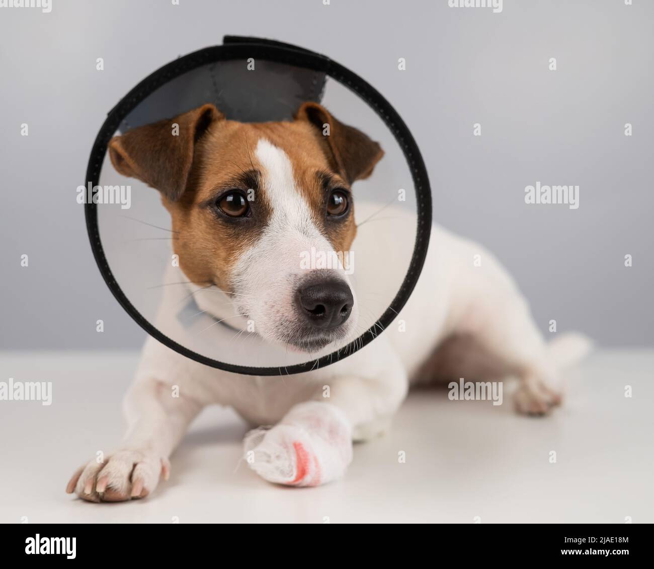 Chien Jack Russell Terrier avec patte à bandage dans un col conique. Banque D'Images