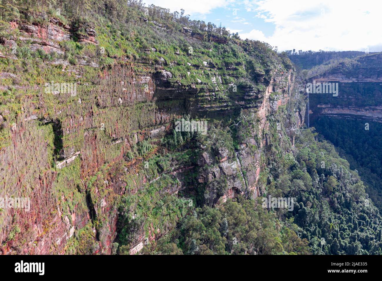 Jardins suspendus de la vallée brute dans les Blue Mountains en Nouvelle-Galles du Sud, un mur de roche vertical couvert de plantes dans la vallée, Nouvelle-Galles du Sud, Australie Banque D'Images