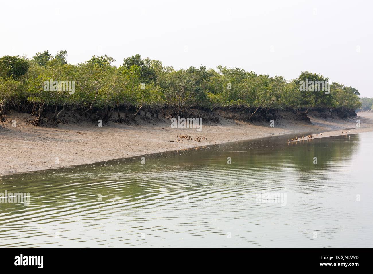 Sundarban, Bengale-Occidental, Inde - 27 décembre 2021 : oiseaux et canards au bord de la rivière dans le parc national sundarbans Banque D'Images