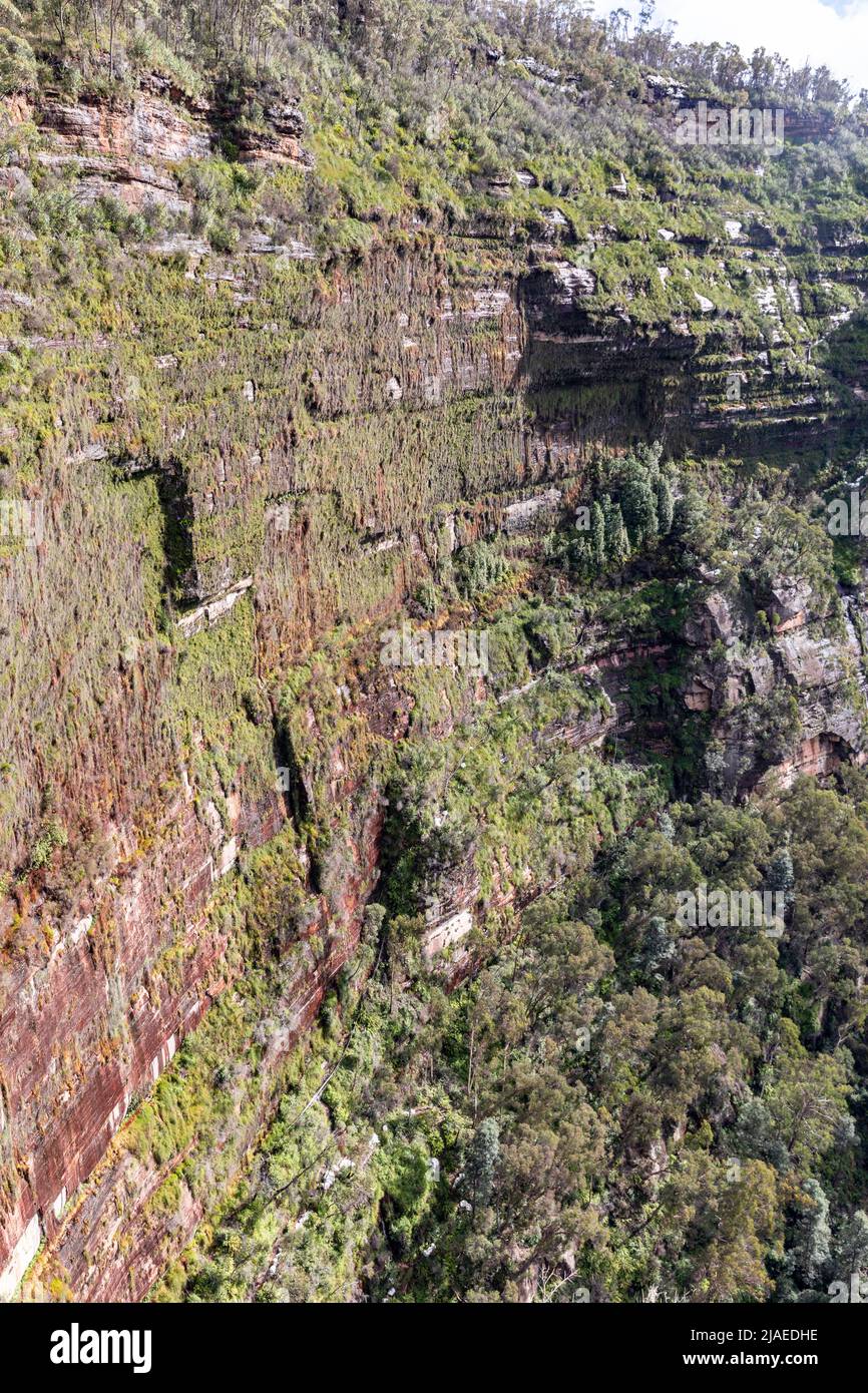 Jardins suspendus de la vallée brute dans les Blue Mountains en Nouvelle-Galles du Sud, un mur de roche vertical couvert de plantes dans la vallée, Nouvelle-Galles du Sud, Australie Banque D'Images