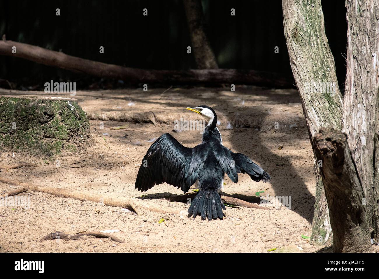 Un grand Cormorant (Phalacrocorax carbo) déploie des ailes à Sydney, Nouvelle-Galles du Sud, Australie (photo de Tara Chand Malhotra) Banque D'Images