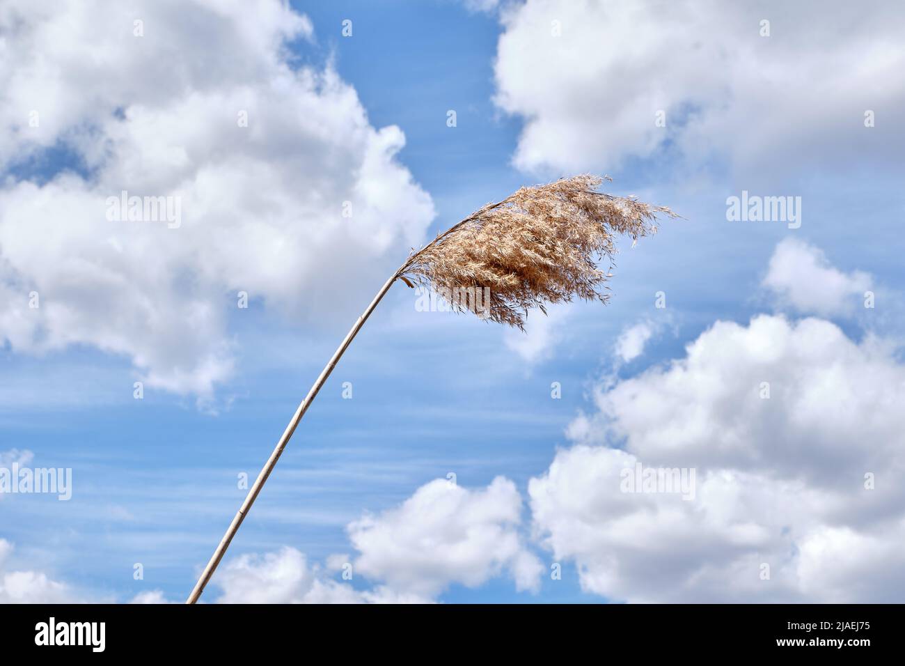 Pampas blanc doux sec herbe contre un ciel bleu vif avec des nuages dans l'après-midi au printemps. Banque D'Images