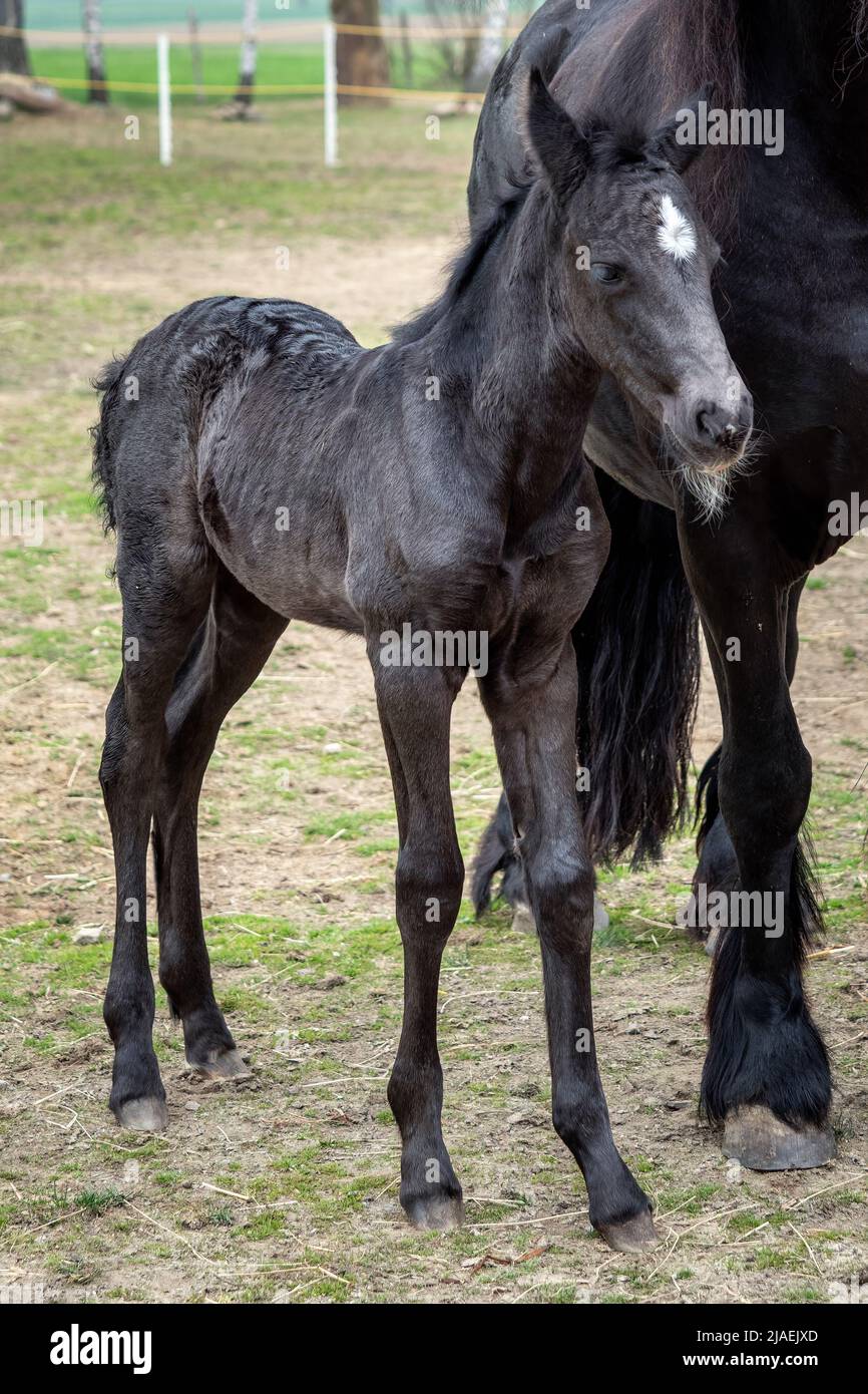Jument noir et foal dans le pâturage. Banque D'Images