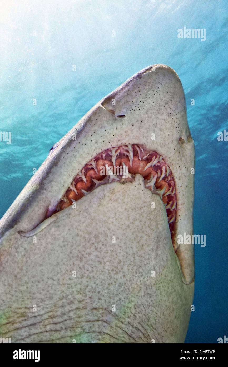 Requin tigre de sable - Carcharias taureau Banque D'Images