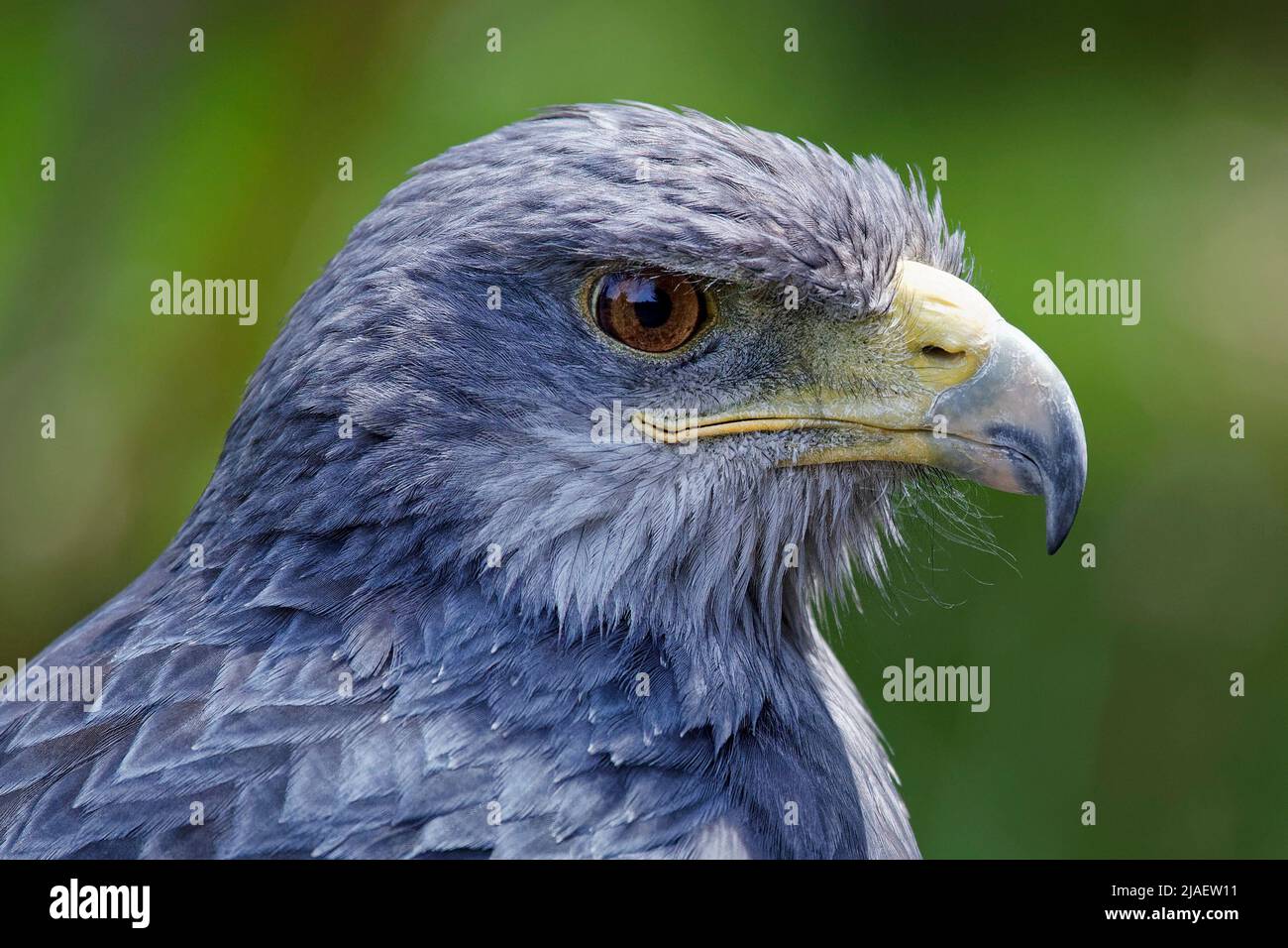 Buzzard-aigle à chopes noires - Geranoaetus melanooleucus Banque D'Images