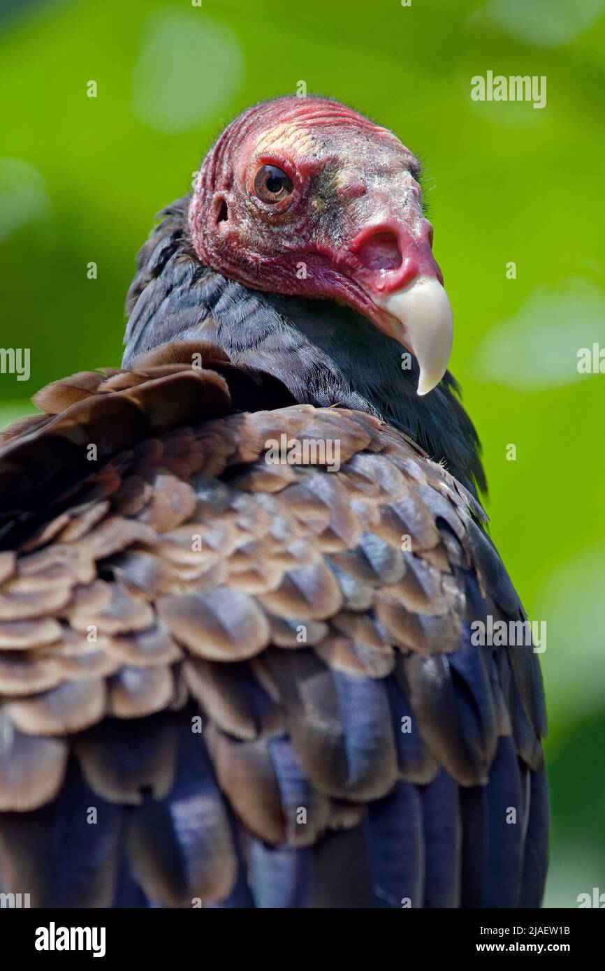 Vautour de la Turquie - Cathartes aura Banque D'Images