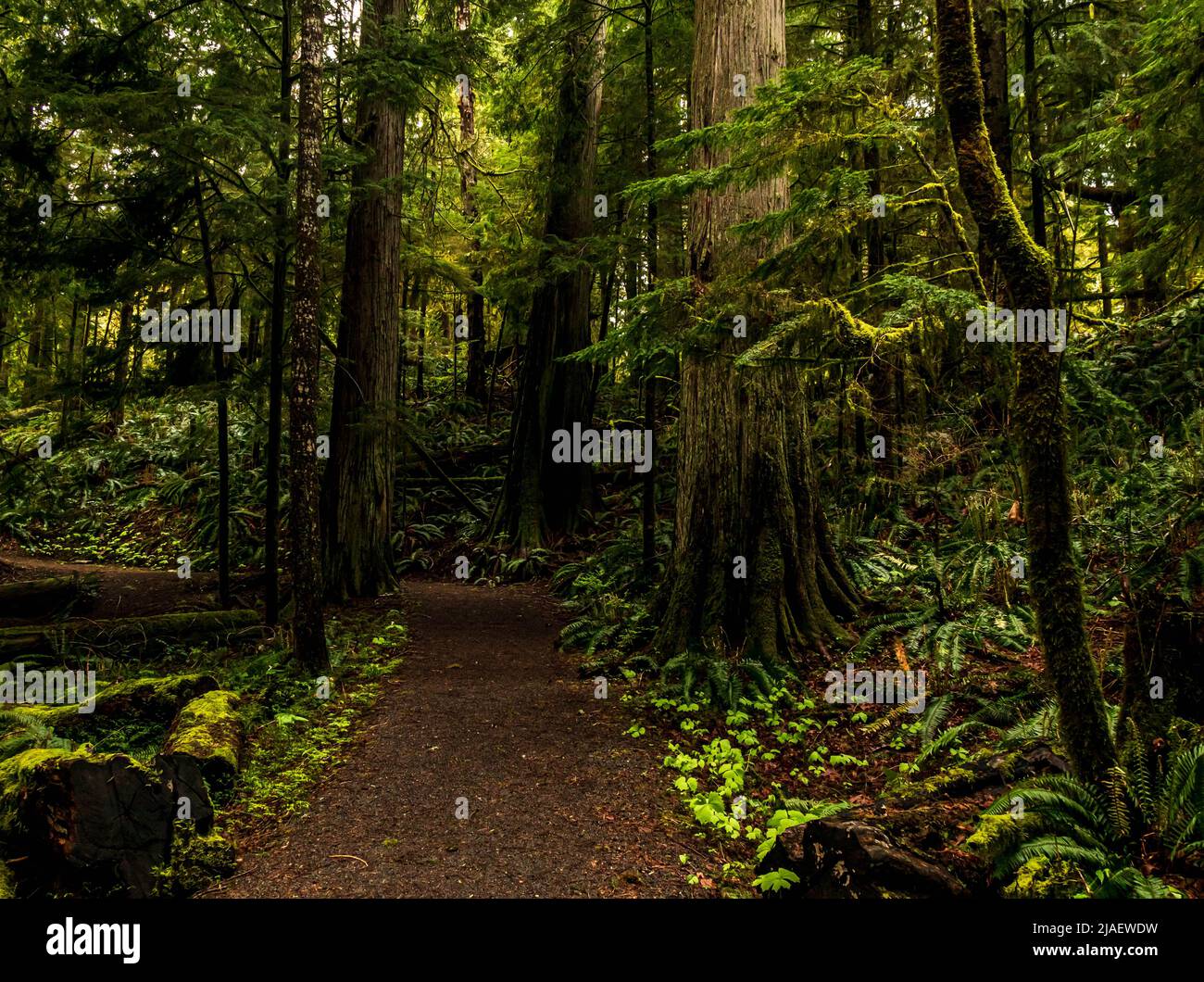 Sentier forestier en Colombie-Britannique avec de grands arbres de sapin, de cèdre, d'épinette et de pruche. Préserver la diversité qui a été endommagée par une exploitation forestière excessive. Banque D'Images