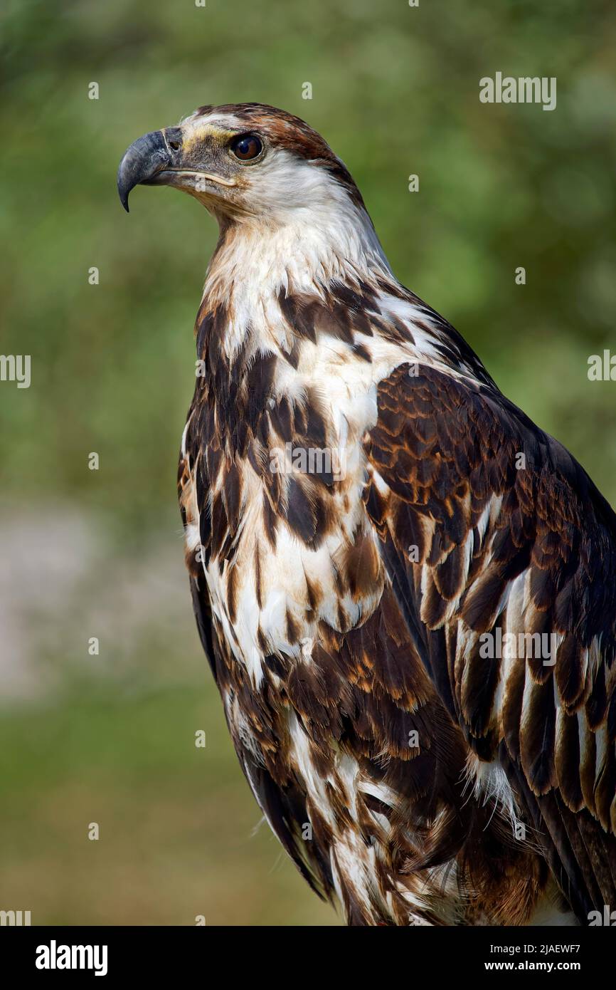 Aigle juvénile africain - Haliaeetus chvocifer Banque D'Images