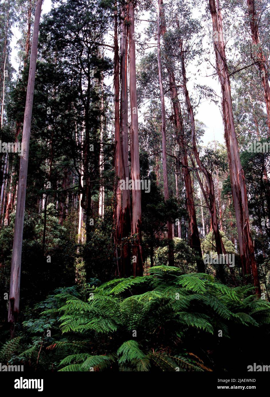 Eucalyptus Ash Trees and Fern, parc national des Yarra Rangers, Victoria, Australie Banque D'Images