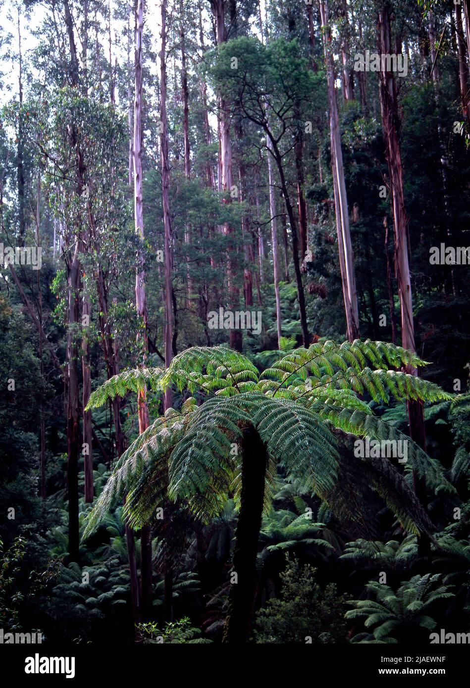 Eucalyptus Ash Trees and Fern, parc national des Yarra Rangers, Victoria, Australie Banque D'Images