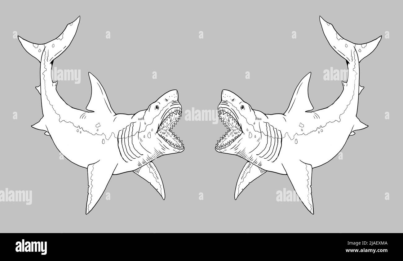 Requin préhistorique - mégalodon. Gros dessin de requin. Illustration du mégalodon de poisson monstre. Banque D'Images