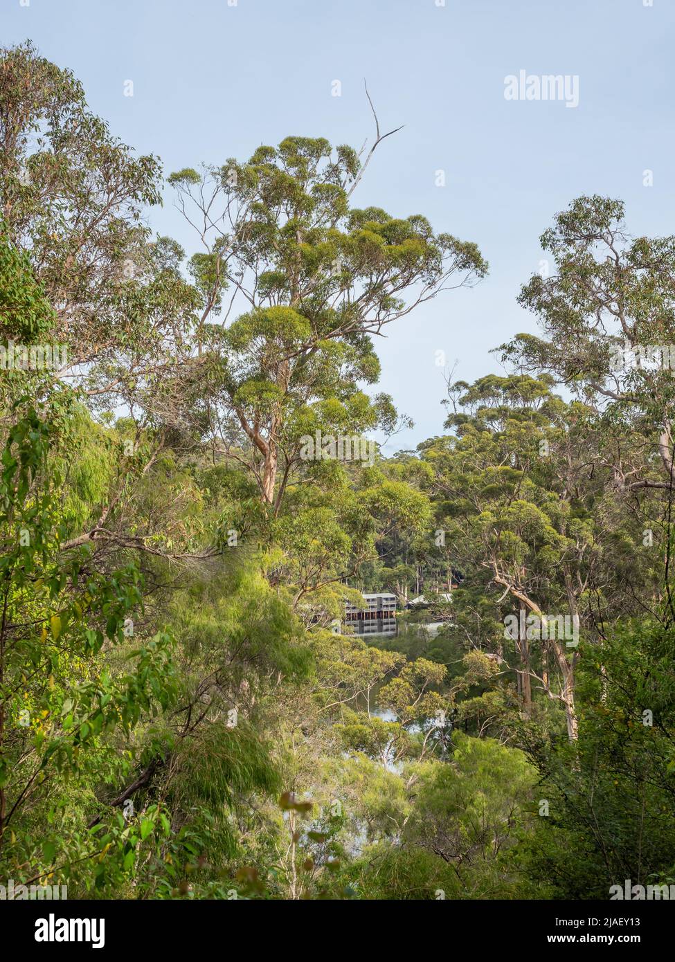 Le lac Beedelup, près de Pemberton en Australie occidentale, est entouré par une majestueuse forêt de Karri. Banque D'Images