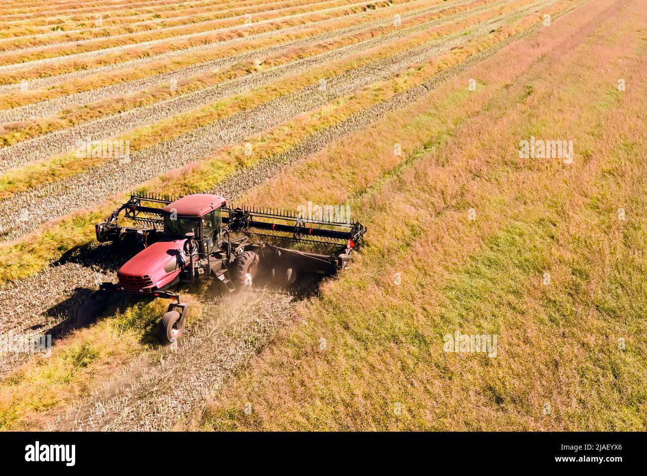 Machine agricole la récolte dans les champs. Le tracteur tire sur un mécanisme pour la fenaison. La récolte en automne le matin à l'aube. de l'agrobusiness en t Banque D'Images
