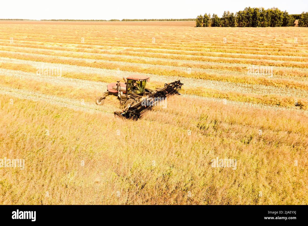 Vue aérienne du paysage rural. Travaillant dans le secteur des moissonneuses, collecte des graines. La récolte de blé à la fin de l'été. Machine agricole Collectin Banque D'Images