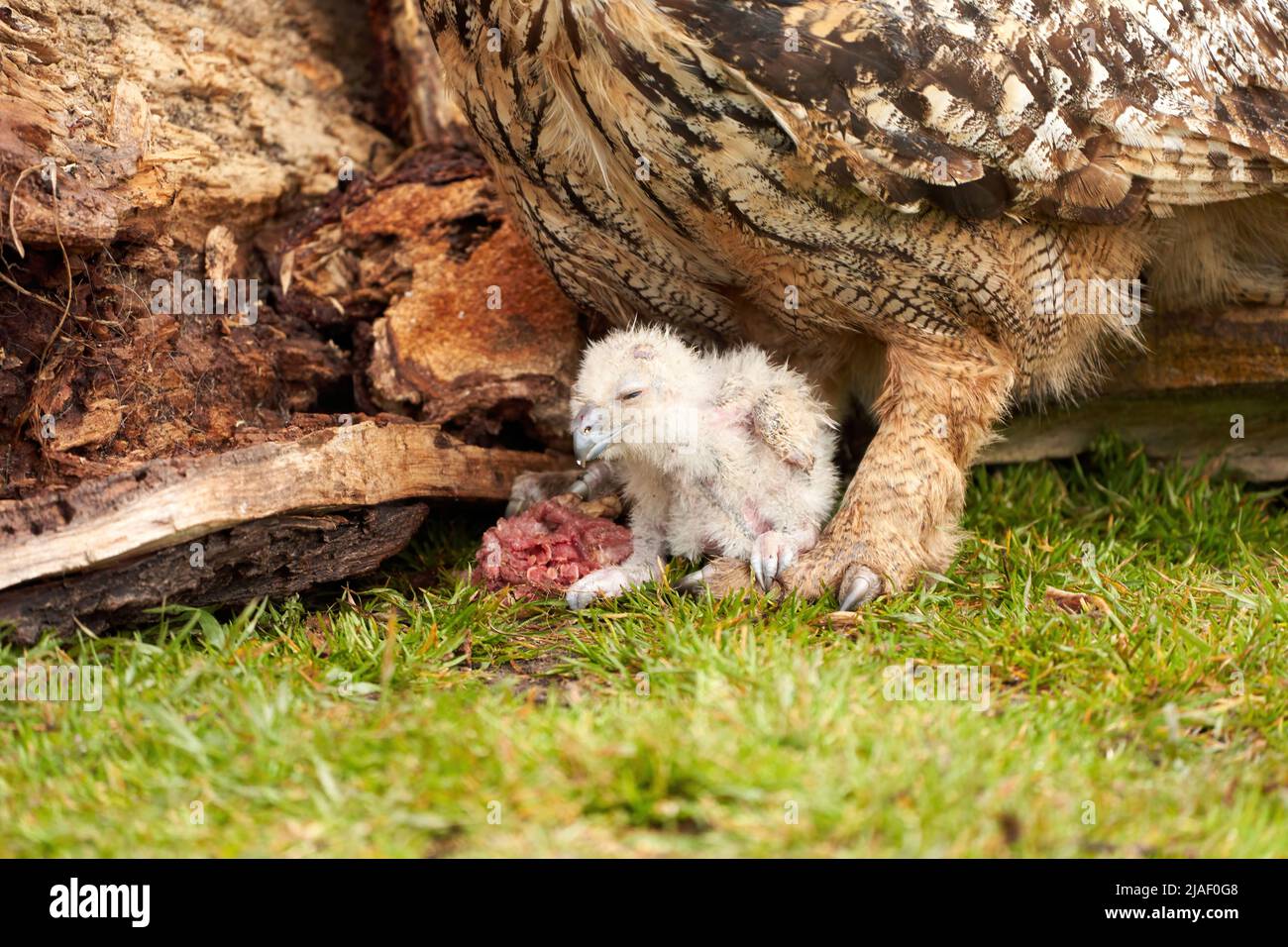 Hiboux d'aigle eurasien sauvage à l'extérieur de leur nid, dans l'herbe. Le blanc, disons les jours vieux oiseau est assis entre les jambes de la mère. Ils mangent un morceau de Banque D'Images