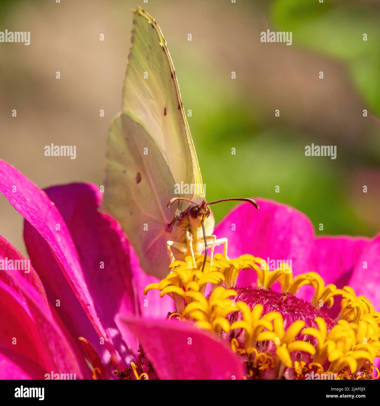 Papillon sur fleur rose de Zinnia avec fond de bokeh flou clair et coloré. Papillon citron en détail. Carrés, thèmes animaux. Banque D'Images