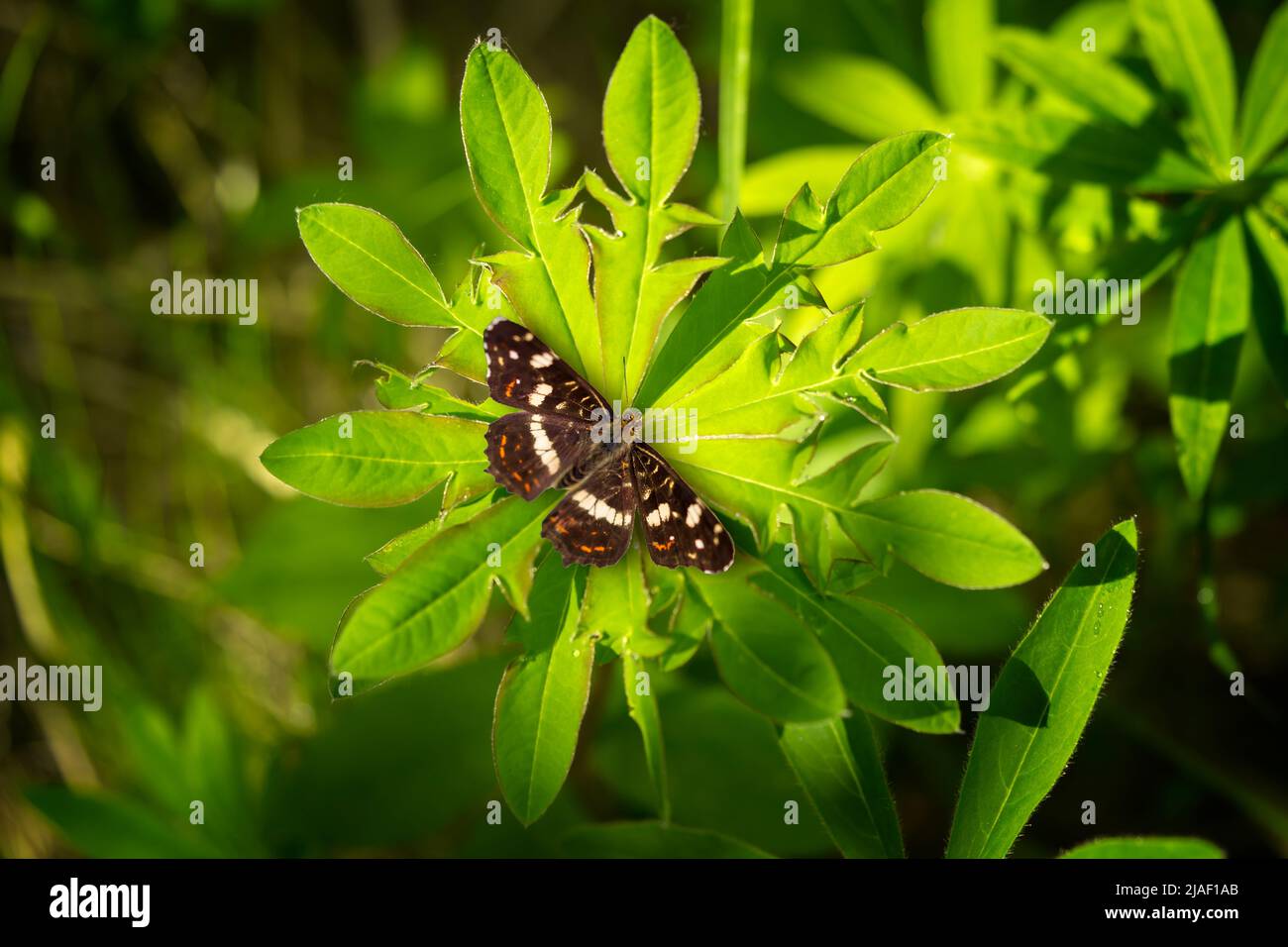 Papillon sur une feuille de lupin sculptée. L'effet papillon et le concept de changement de notre environnement affectent tout. Banque D'Images