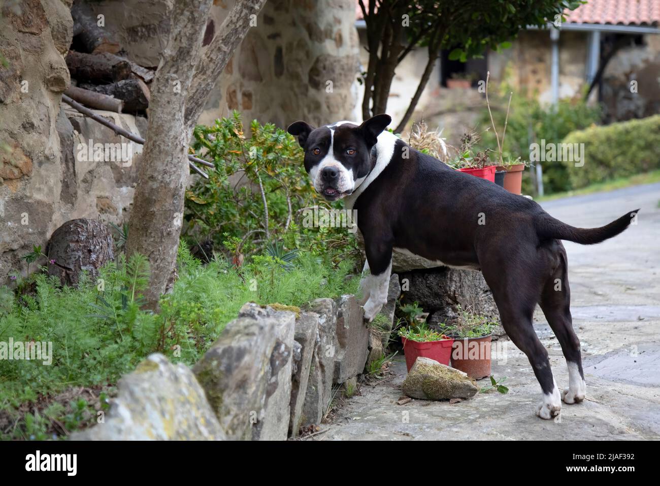 Jeune femme Pit taureau jouant dans le jardin à la maison. Queue et oreilles non ancrées. Sourire à la caméra après avoir fait ses flancs. Expression drôle. Copier la flèche Banque D'Images