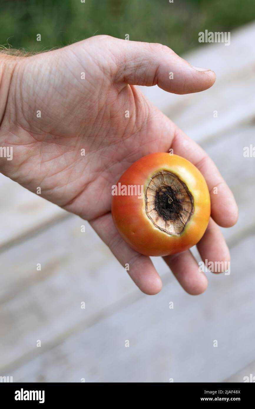 Tomates cerises malades affectées par la maladie vertex rot dans la main de fermier Banque D'Images