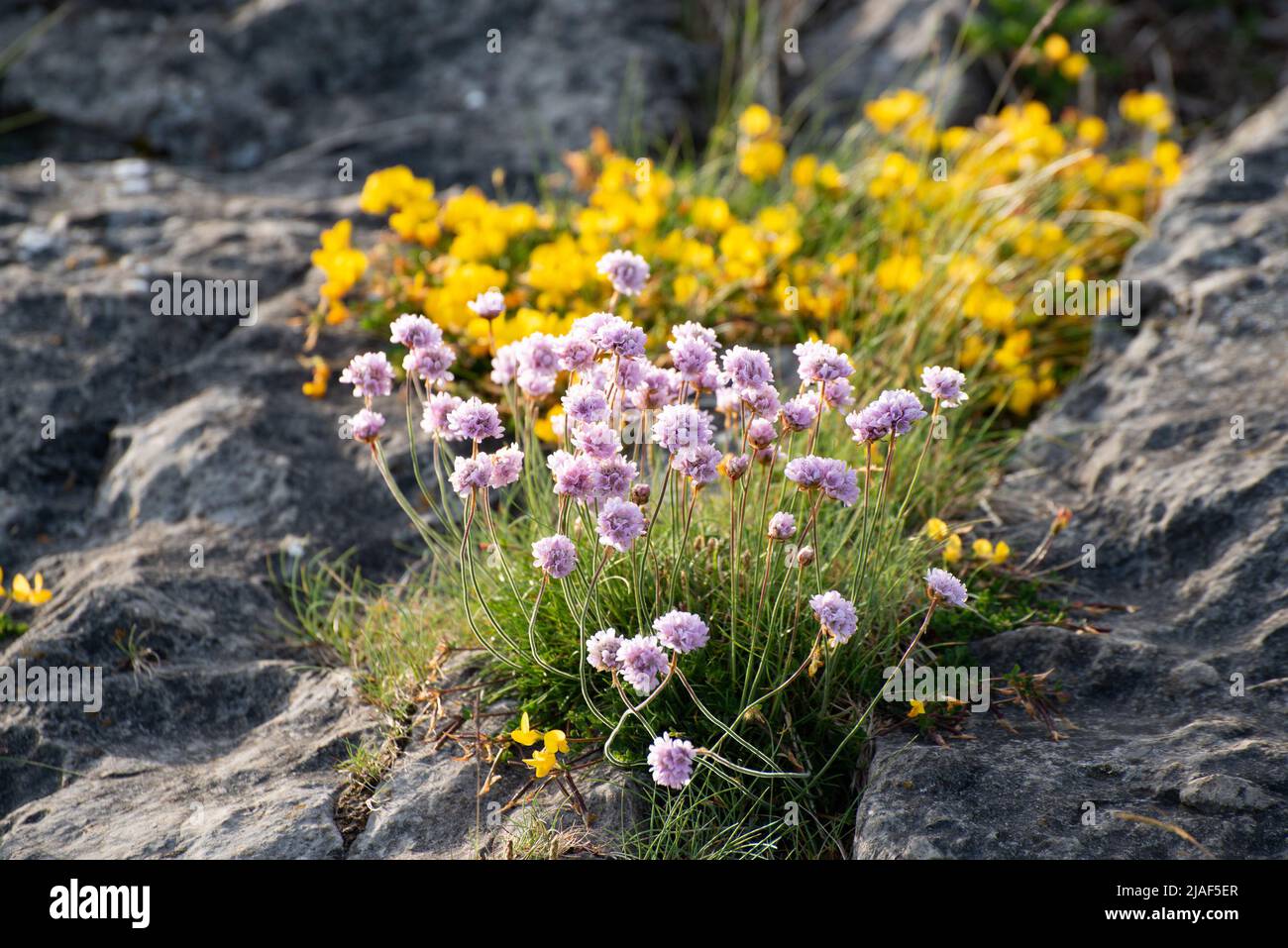 Sea Thrift , Arnside, Milnthorpe, Cumbria, Royaume-Uni Banque D'Images