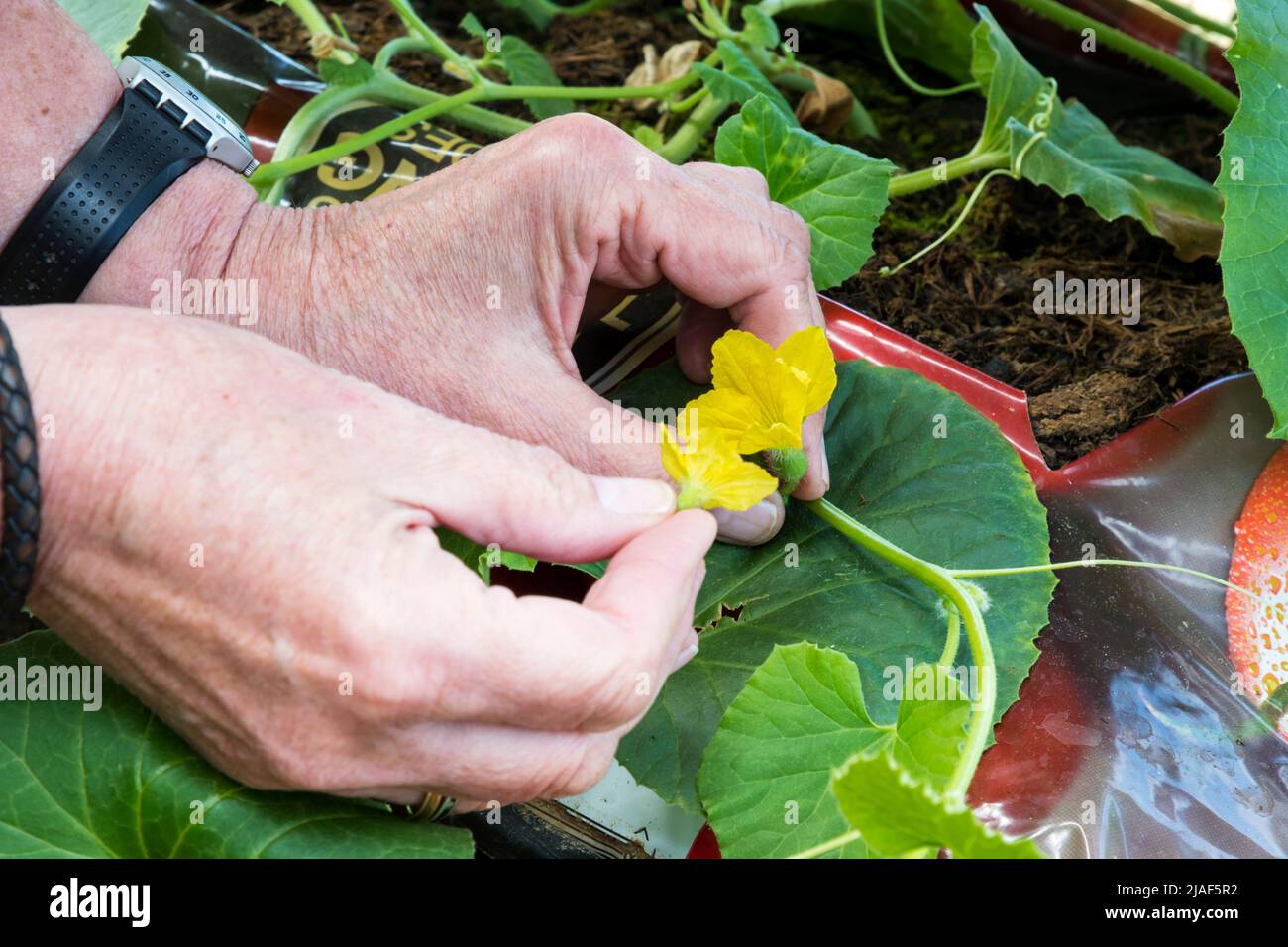 Femme fertilisant à la main un melon Emir F1, Cucumis melo, en frottant la fleur mâle sur la fleur femelle. Banque D'Images