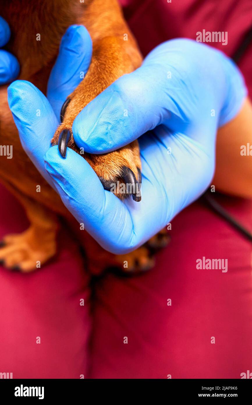 Le vétérinaire examine la patte du chien. Main gantée du vétérinaire tenant la patte d'un chien Banque D'Images