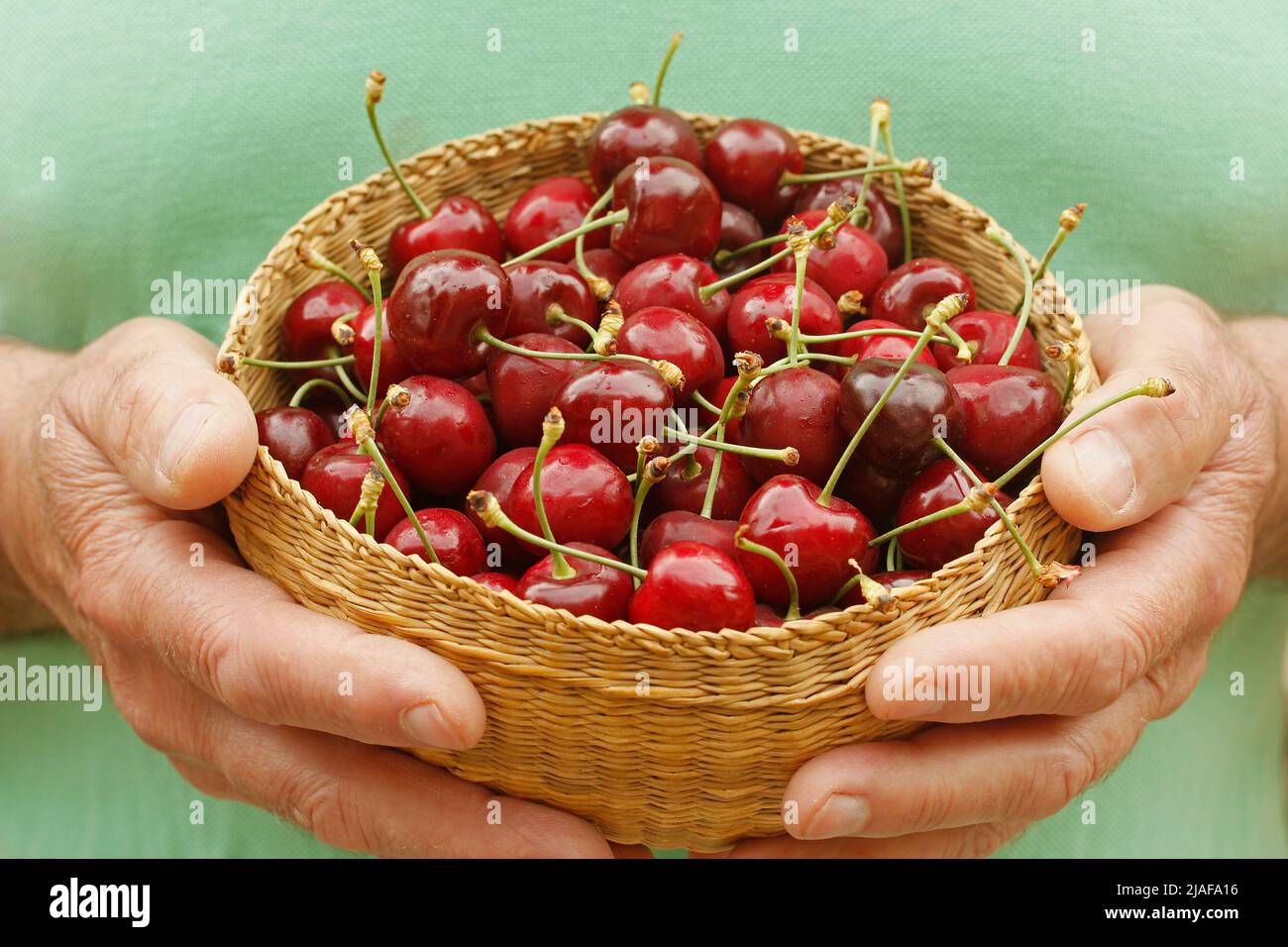 Cueillette de cerises. Lleida, Catalogne, Espagne. Banque D'Images