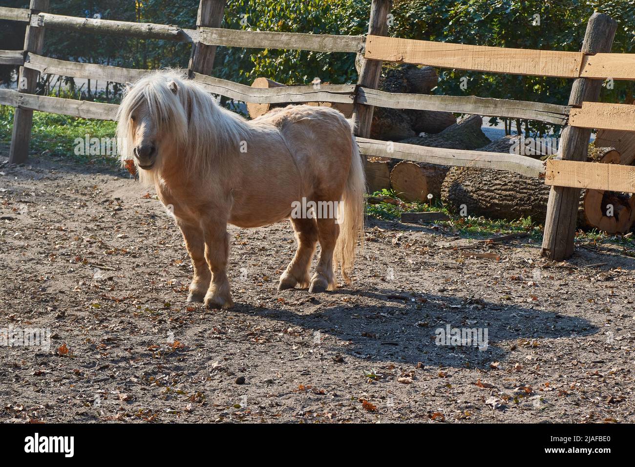 Un joli poney miniature skewbald Banque D'Images