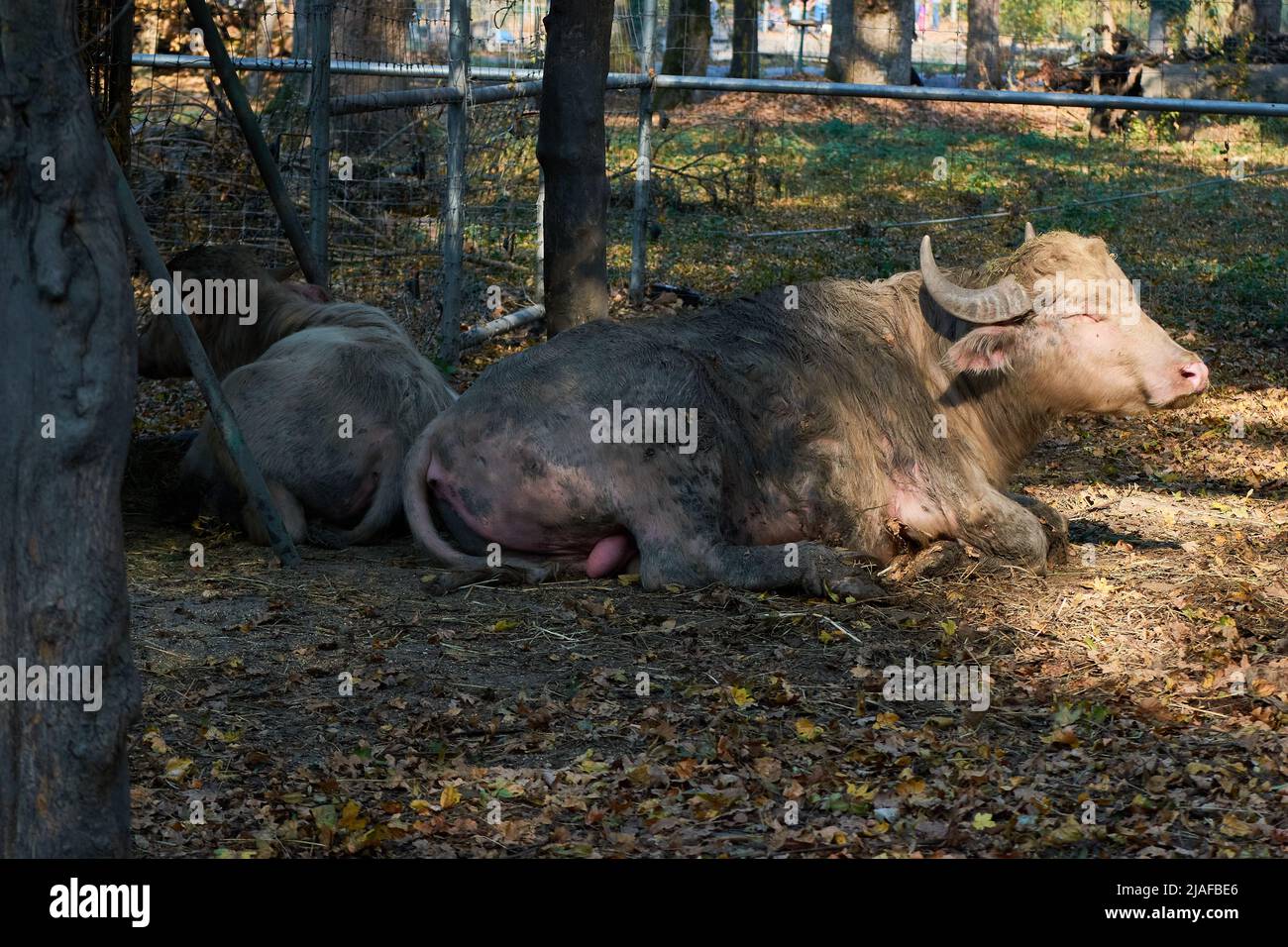 Portrait d'un buffle blanc (Bos bubalus var. Alba) assis sur le sol dans l'ombre Banque D'Images