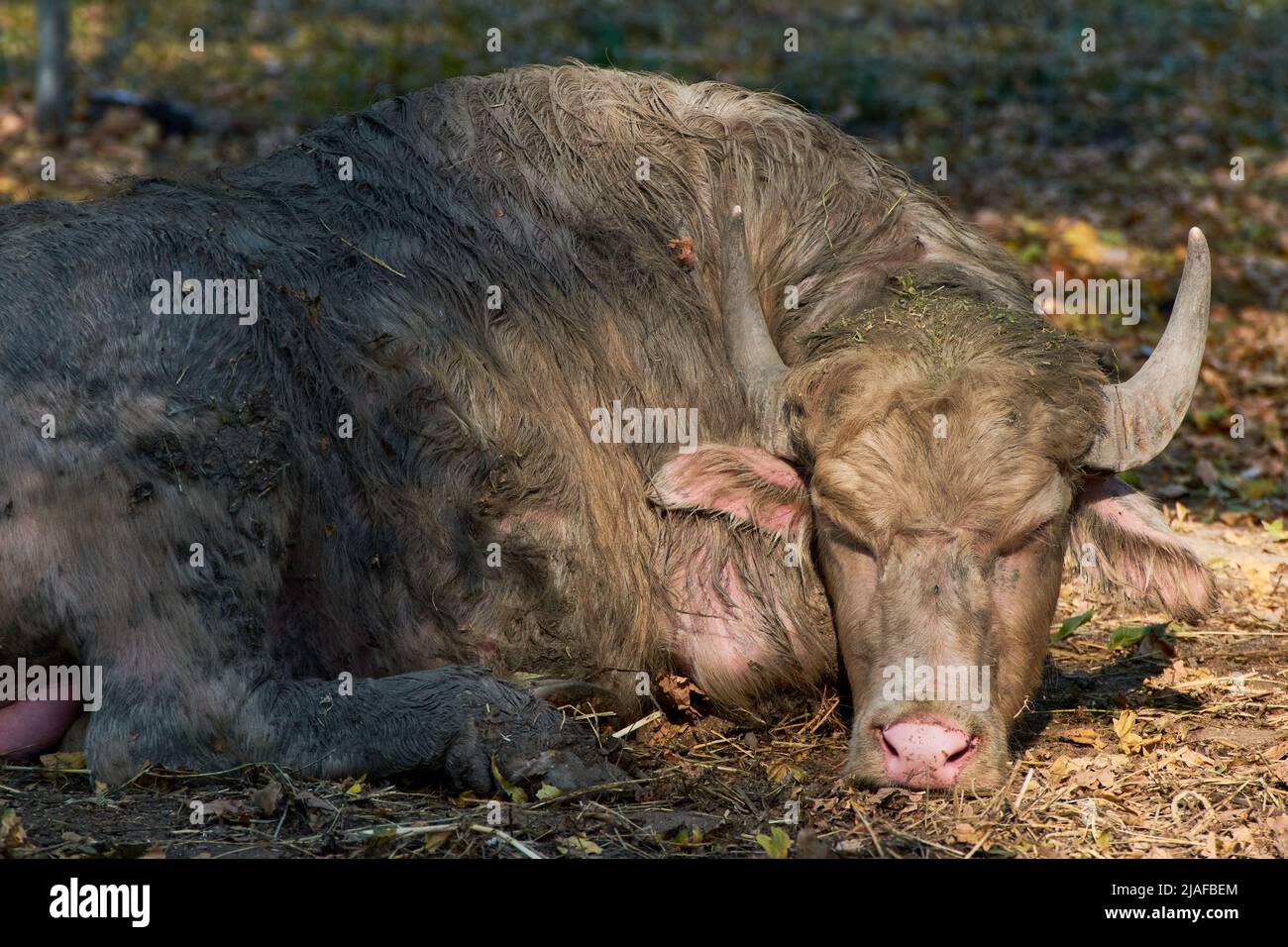 Portrait d'un buffle blanc (Bos bubalus var. Alba) assis sur le sol dans l'ombre Banque D'Images