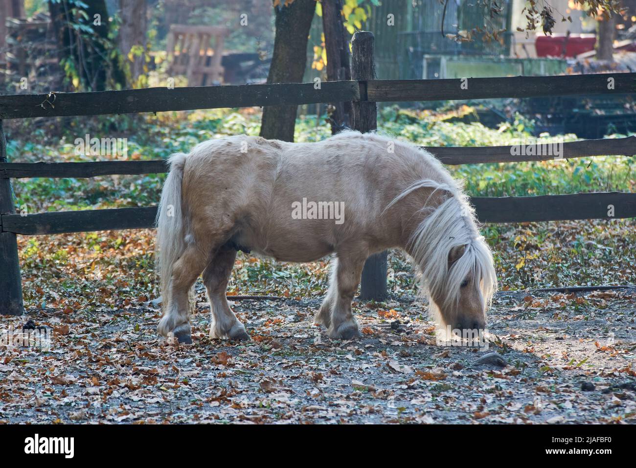 Un joli poney miniature skewbald Banque D'Images