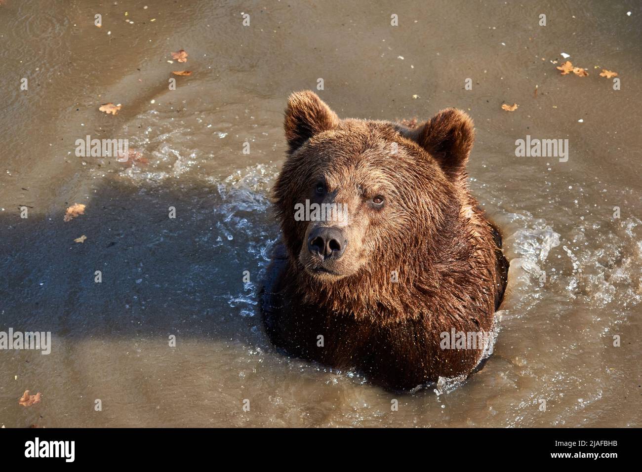 L'ours brun (Ursus arctos) se rafraîchi dans l'eau du zoo Banque D'Images