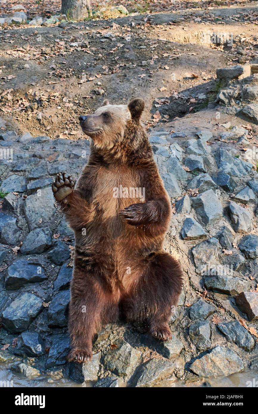 L'ours brun Ursus arctos attendant la nourriture au zoo Banque D'Images