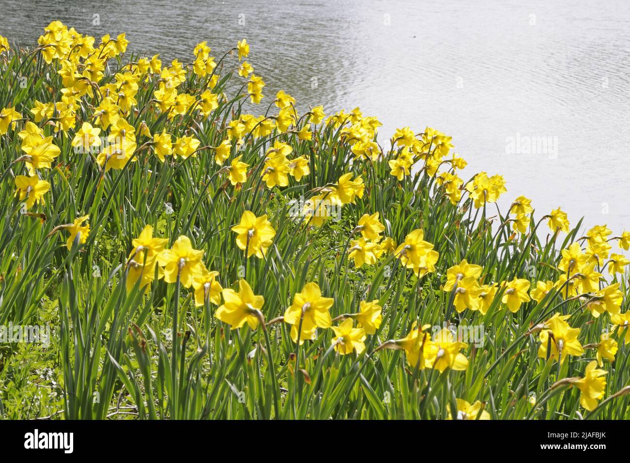 daffodil (spéc. De Narcisse), jonquilles sur une pente à un étang dans un parc Banque D'Images