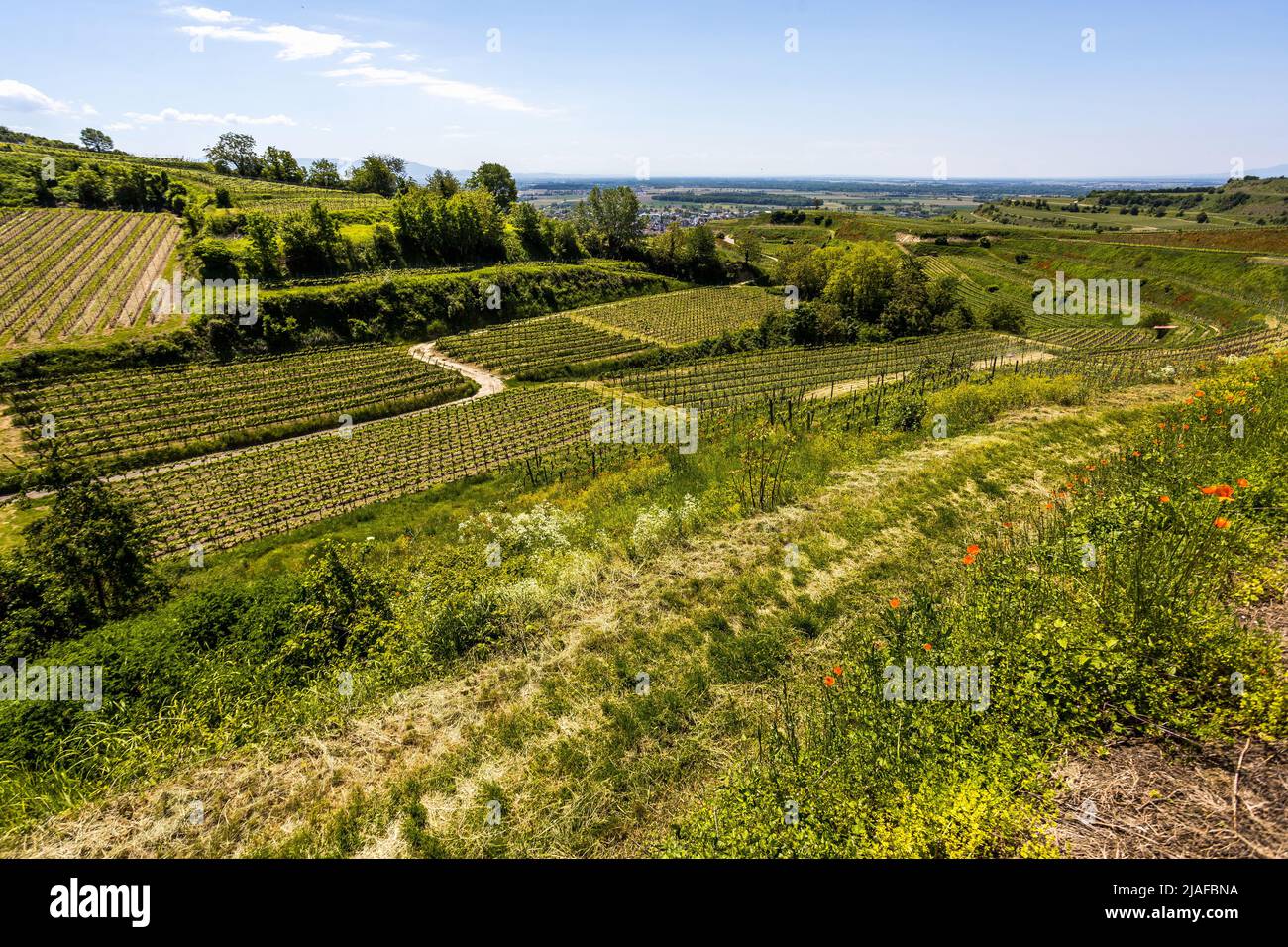 Vignobles près d'Ihringen am Kaiserstuhl, Allemagne, Bade-Wurtemberg Banque D'Images