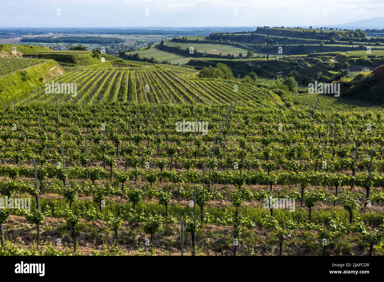Vignobles près d'Ihringen am Kaiserstuhl, Allemagne, Bade-Wurtemberg Banque D'Images