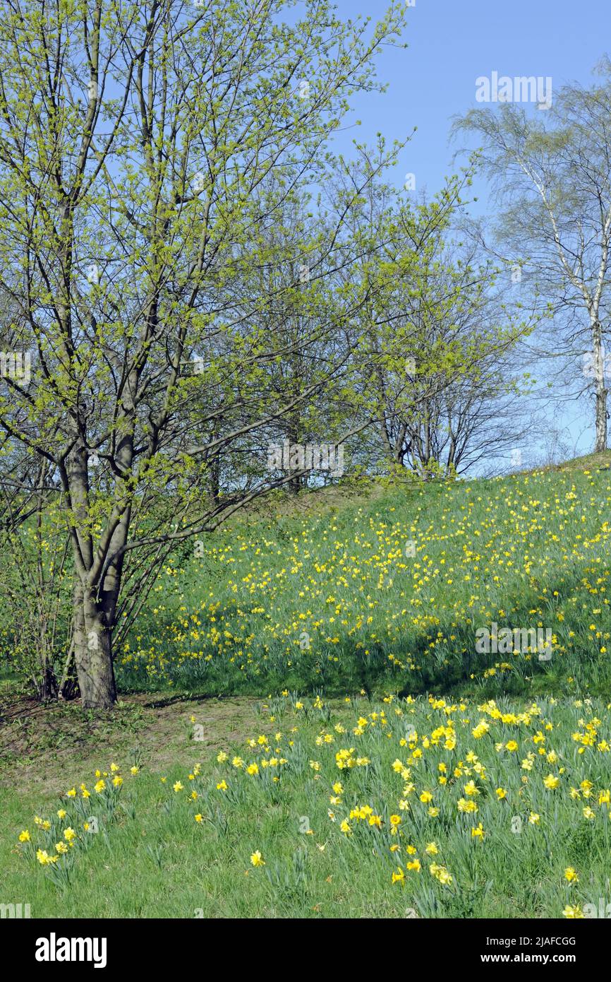 daffodil (spéc. Narcisse), pente de pelouse dans un parc avec des jonquilles, Allemagne Banque D'Images