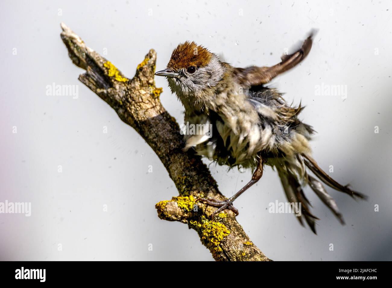 Black cap (Sylvia atricapilla), perches femelles mouillées sur une branche et secouant l'eau des plumes, Allemagne, Bade-Wurtemberg Banque D'Images