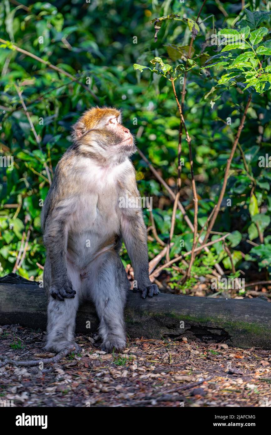 Le singe barbaire, macaque barbaire (Macaca sylvanus), est assis sur une bûche comme un humain Banque D'Images