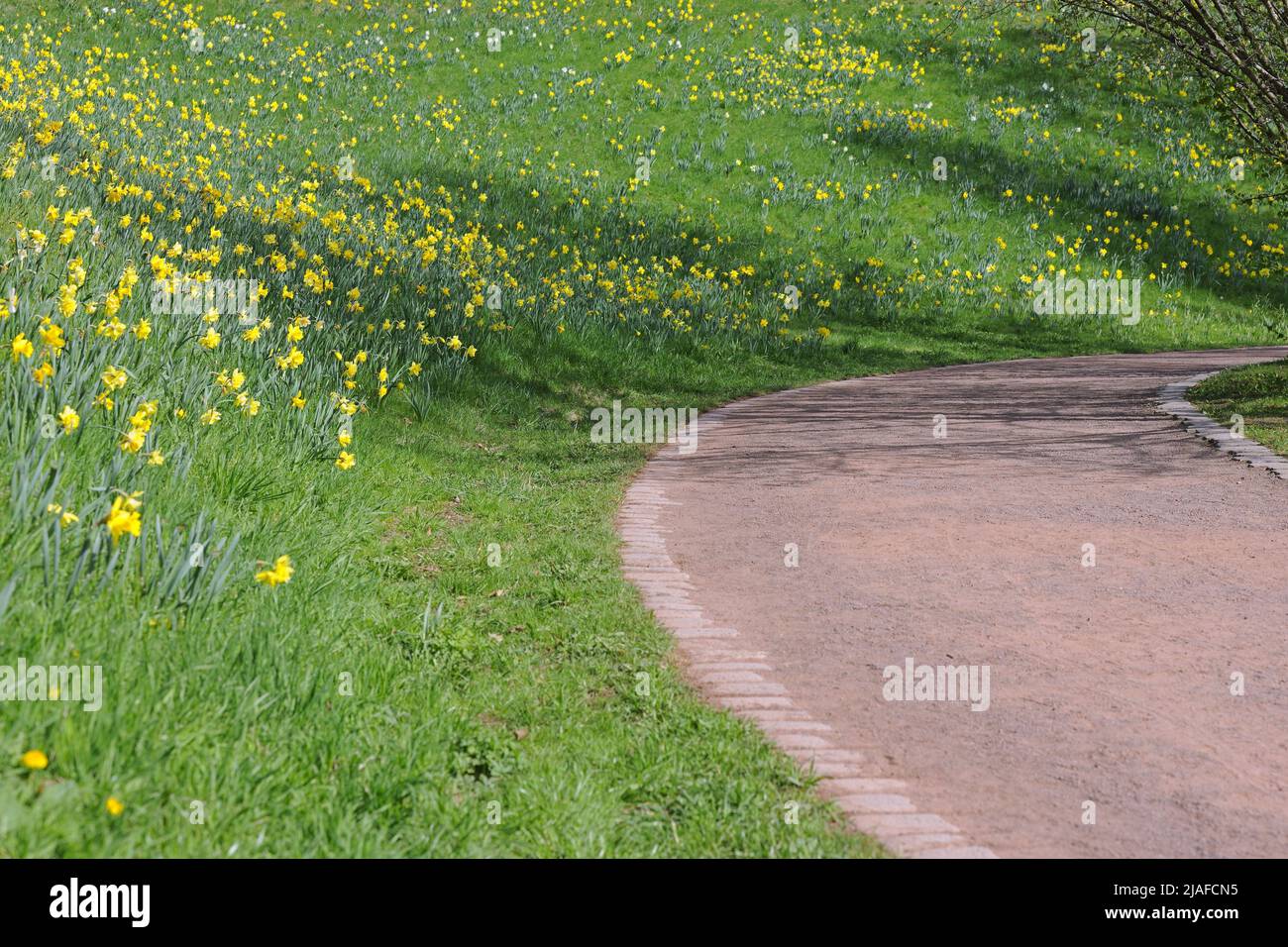 daffodil (spéc. Narcisse), pente de pelouse dans un parc avec des jonquilles, Allemagne Banque D'Images