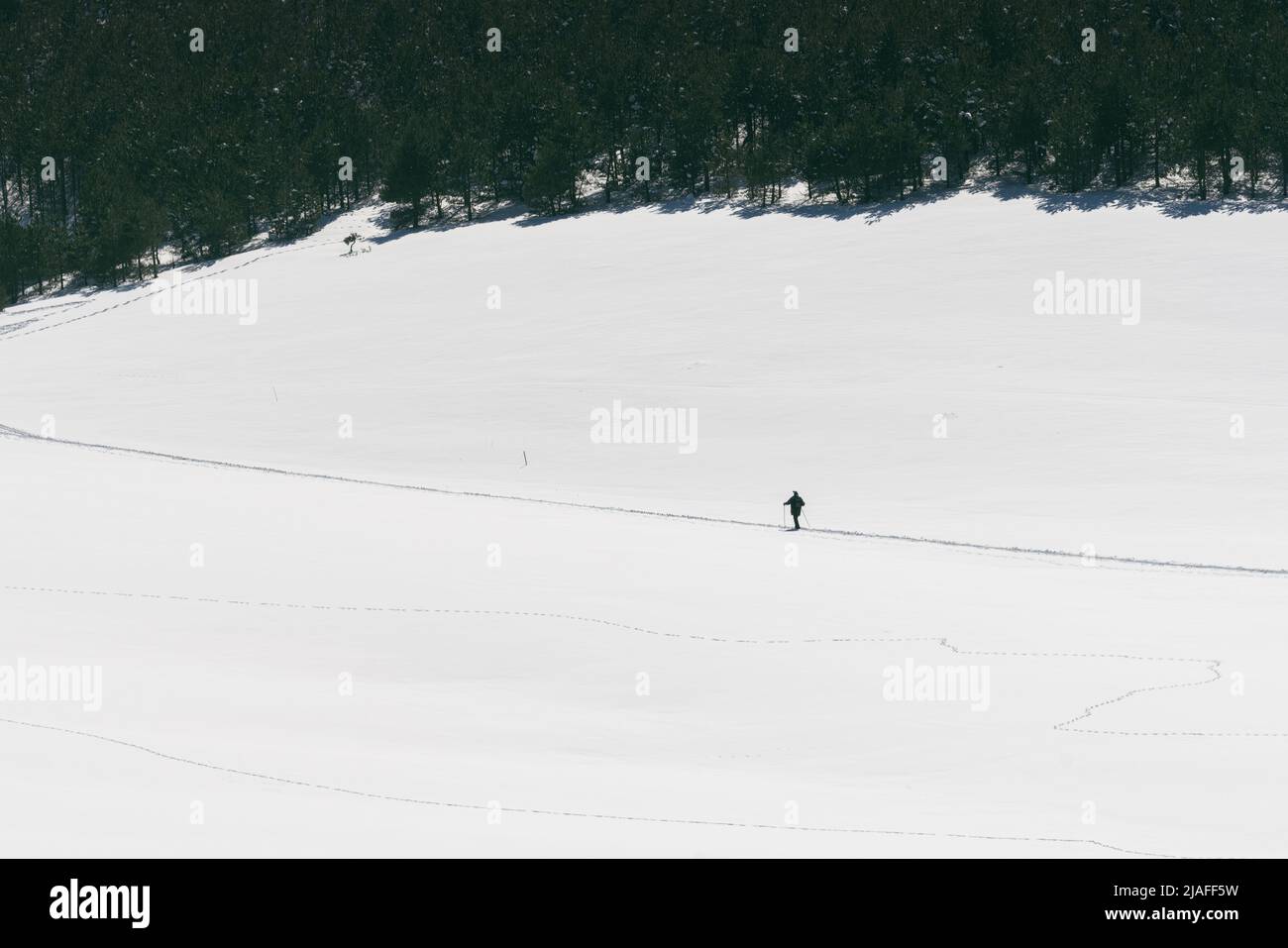 Personne méconnaissable qui fait de la randonnée dans un paysage enneigé en hiver, région du Zlatibor en Serbie Banque D'Images