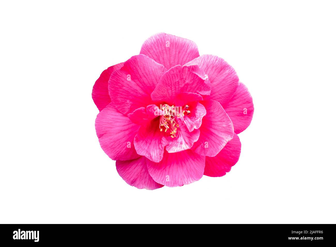 Fleur de camélia rose isolée sur fond blanc Banque D'Images