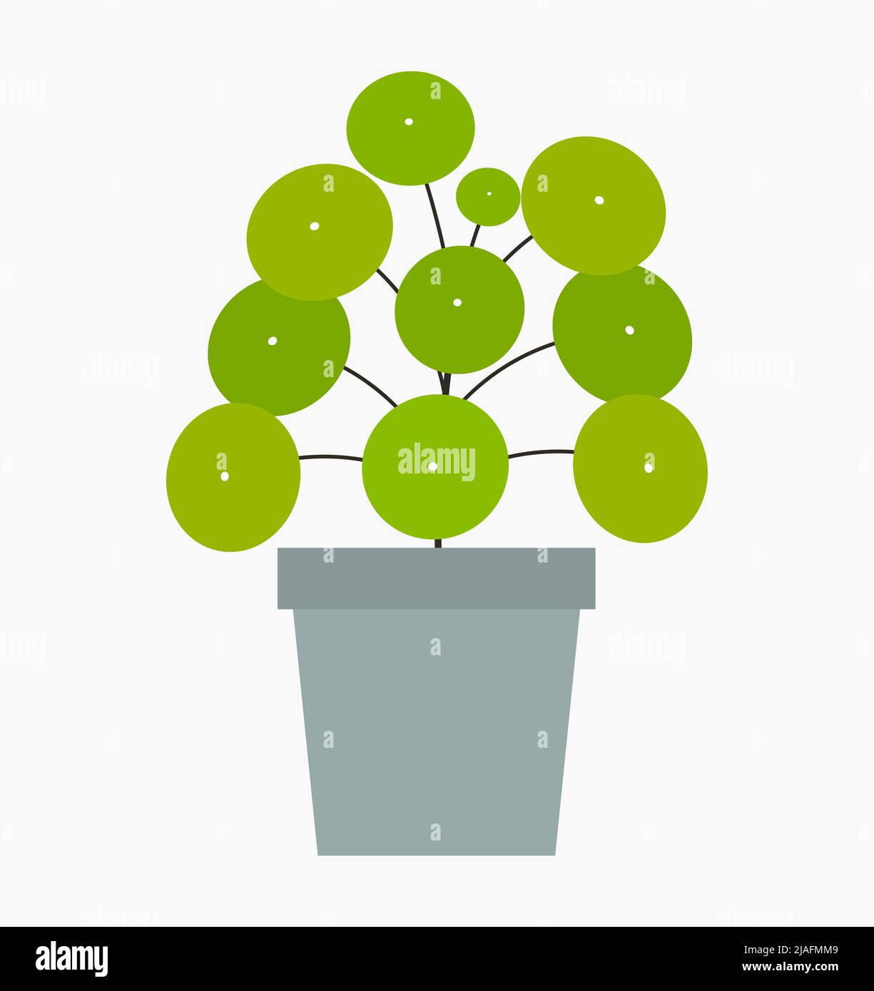 Plante blanche Pilea peperomioides dans une casserole isolée sur blanc. Illustration vectorielle. Illustration de Vecteur