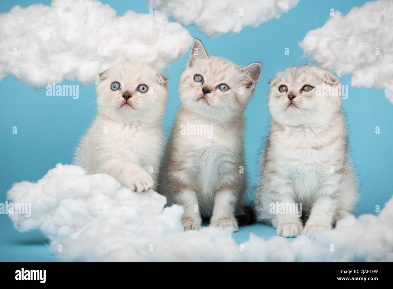 Adorables deux chats à yeux bleus et un avec des yeux jaunes posent dans le studio. Les chatons écossais à poil court de couleur beige clair se trouvent parmi les nuages de coton Banque D'Images