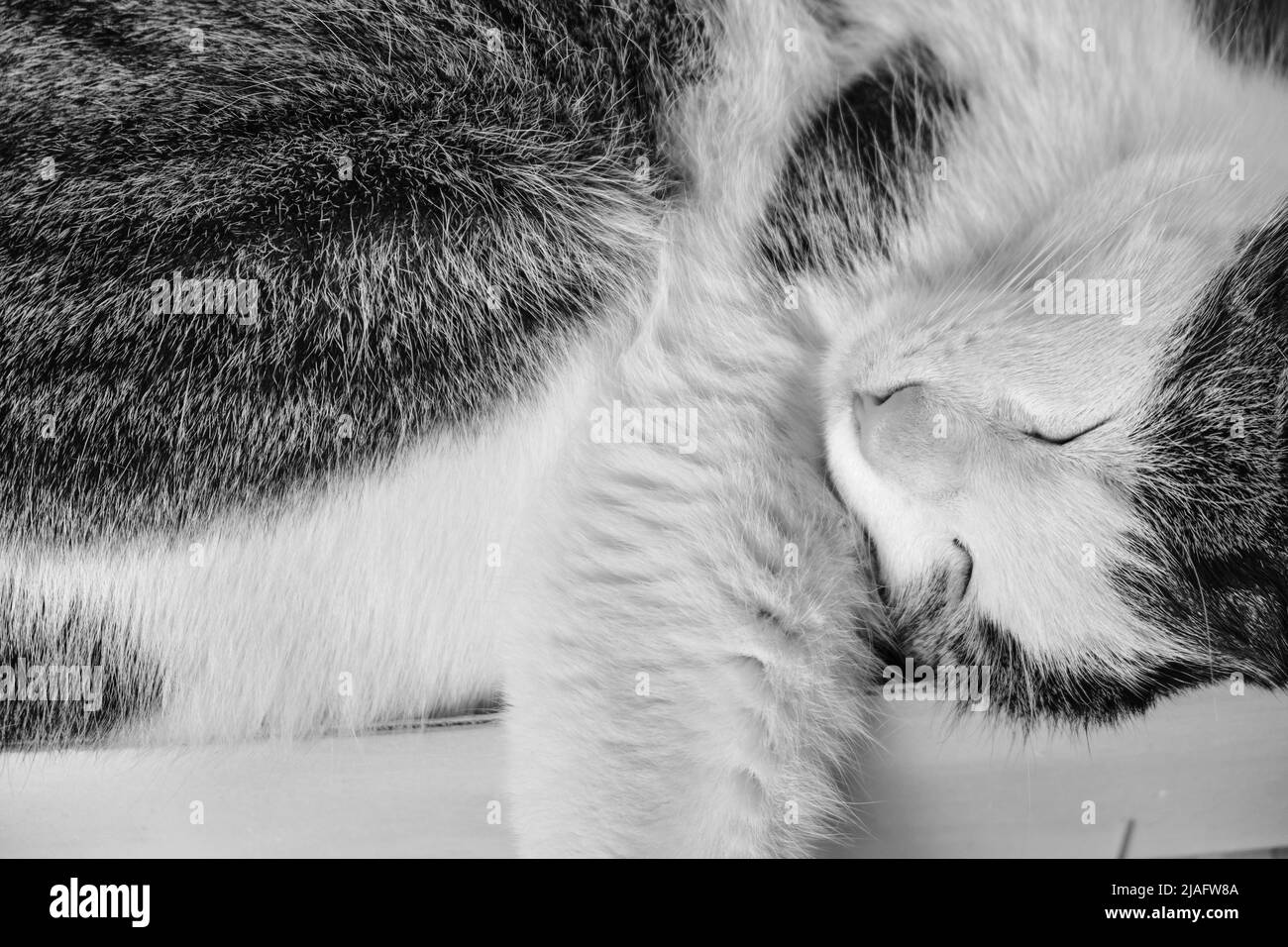 Un chat de traîneaux domestique a courbé dans une caisse en bois. Banque D'Images