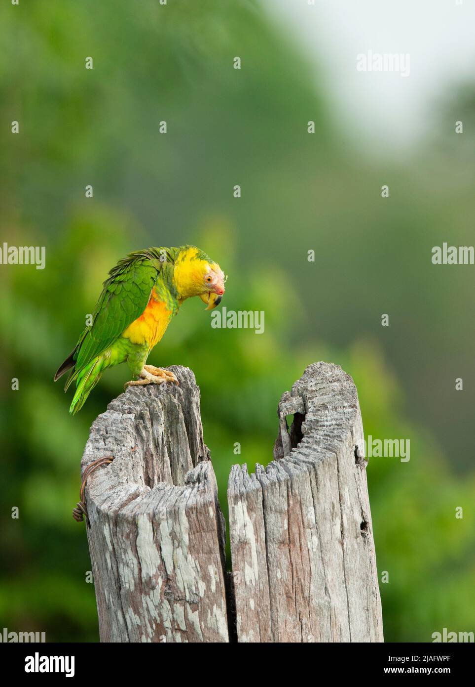 Perroquet à face jaune (xanthops amazona) perché sur un poste de clôture Banque D'Images